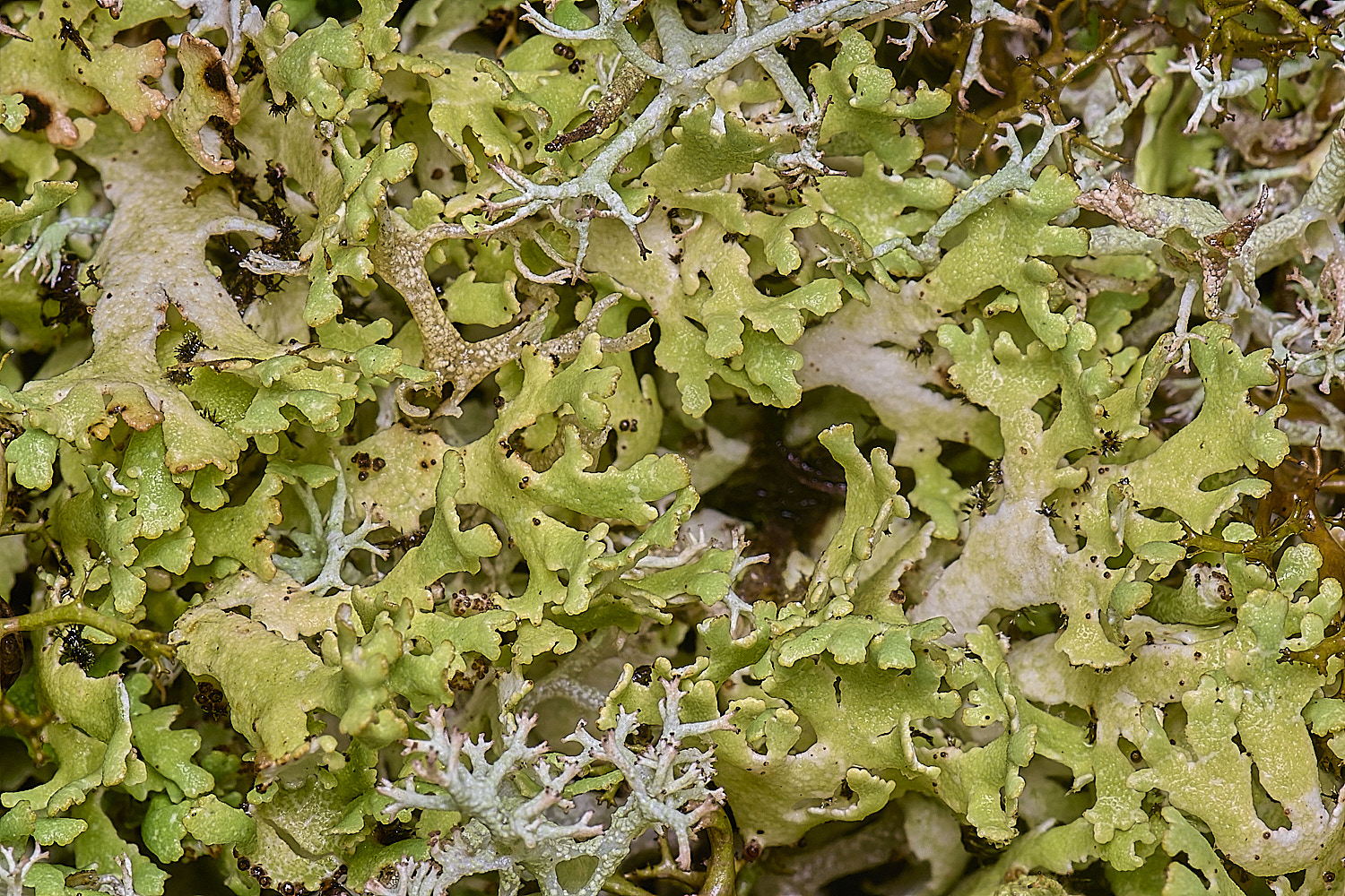 WintertonCladoniafoliacea120226-1