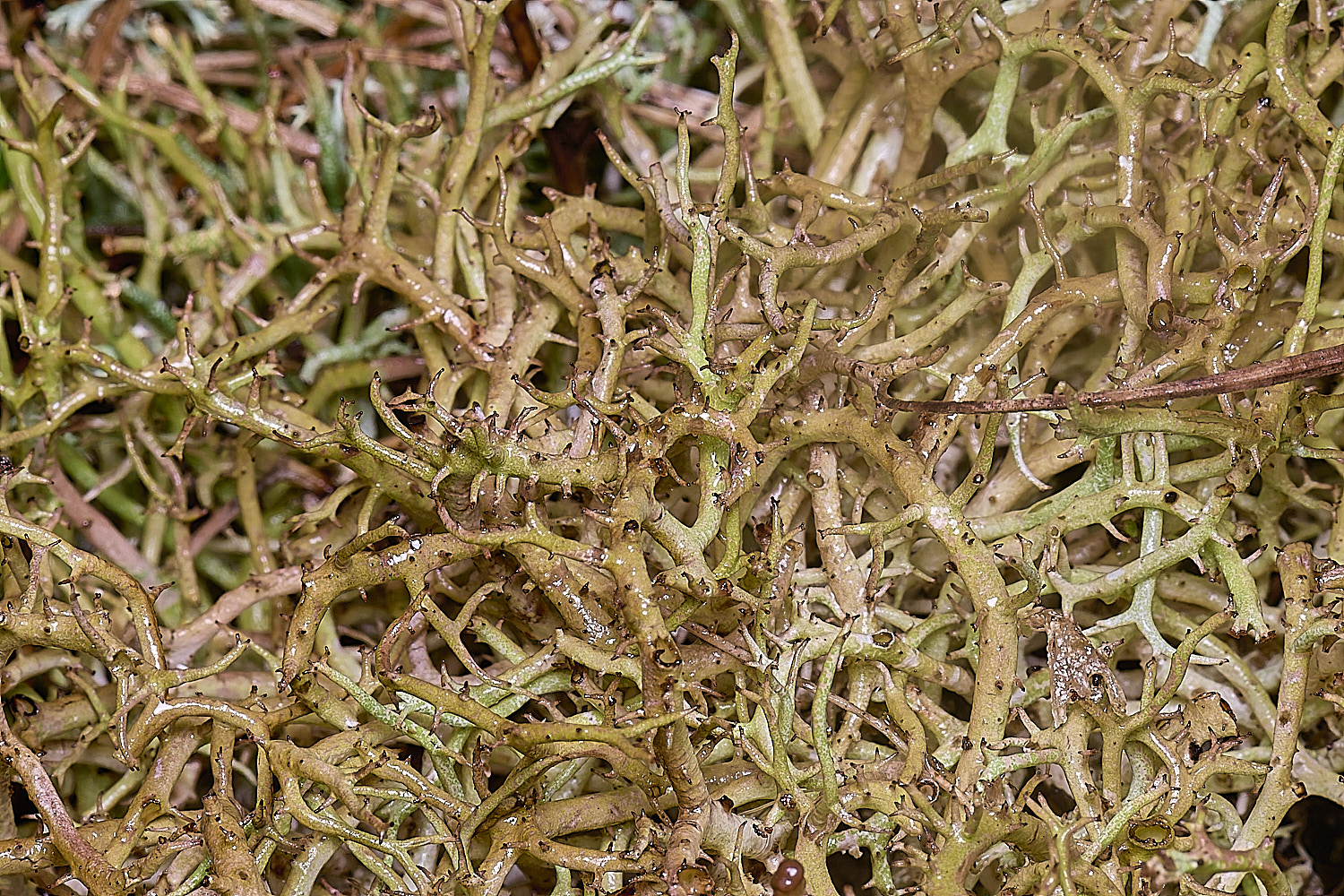 WintertonCladoniafurcata120226-1