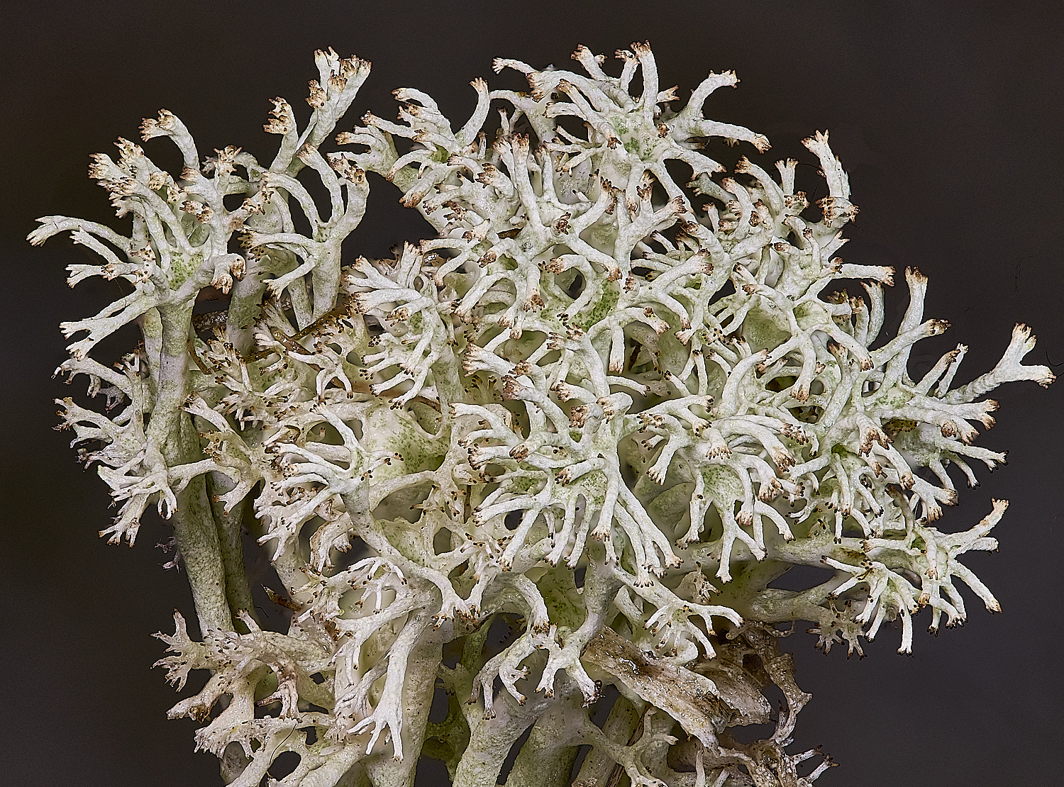 WintertonCladoniaSp120226-2 1