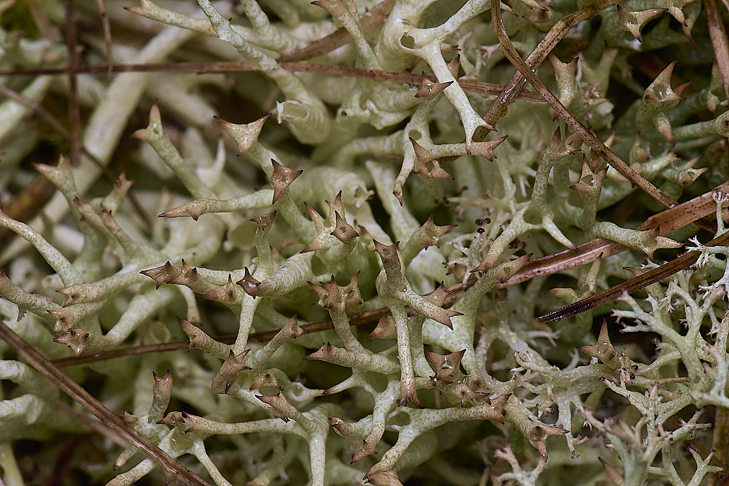 WintertonCladoniauncialis120226-2