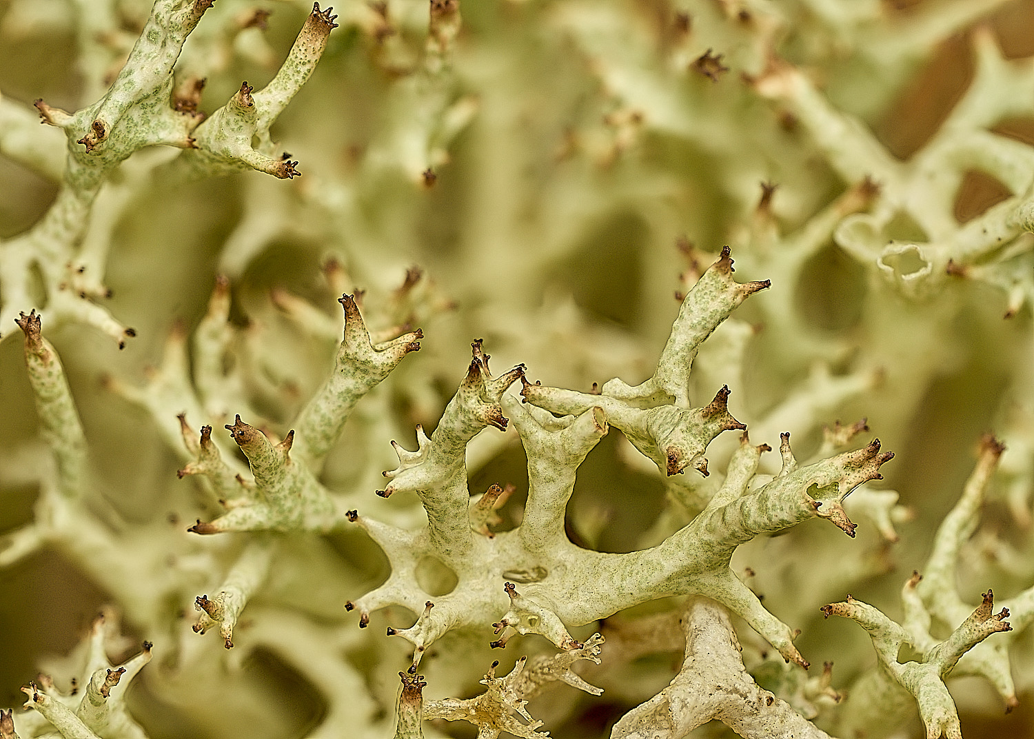 WintertonCuncialis120226-1