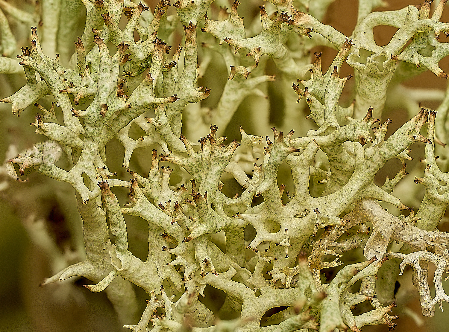 WintertonCuncialis120226-2