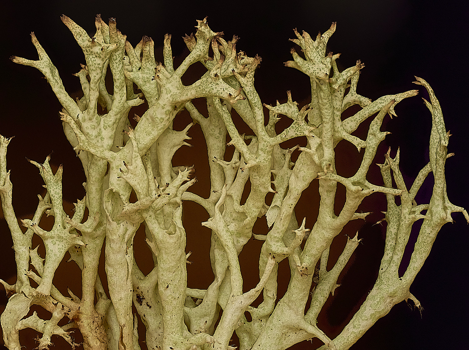 WintertonCuncialis120226-5