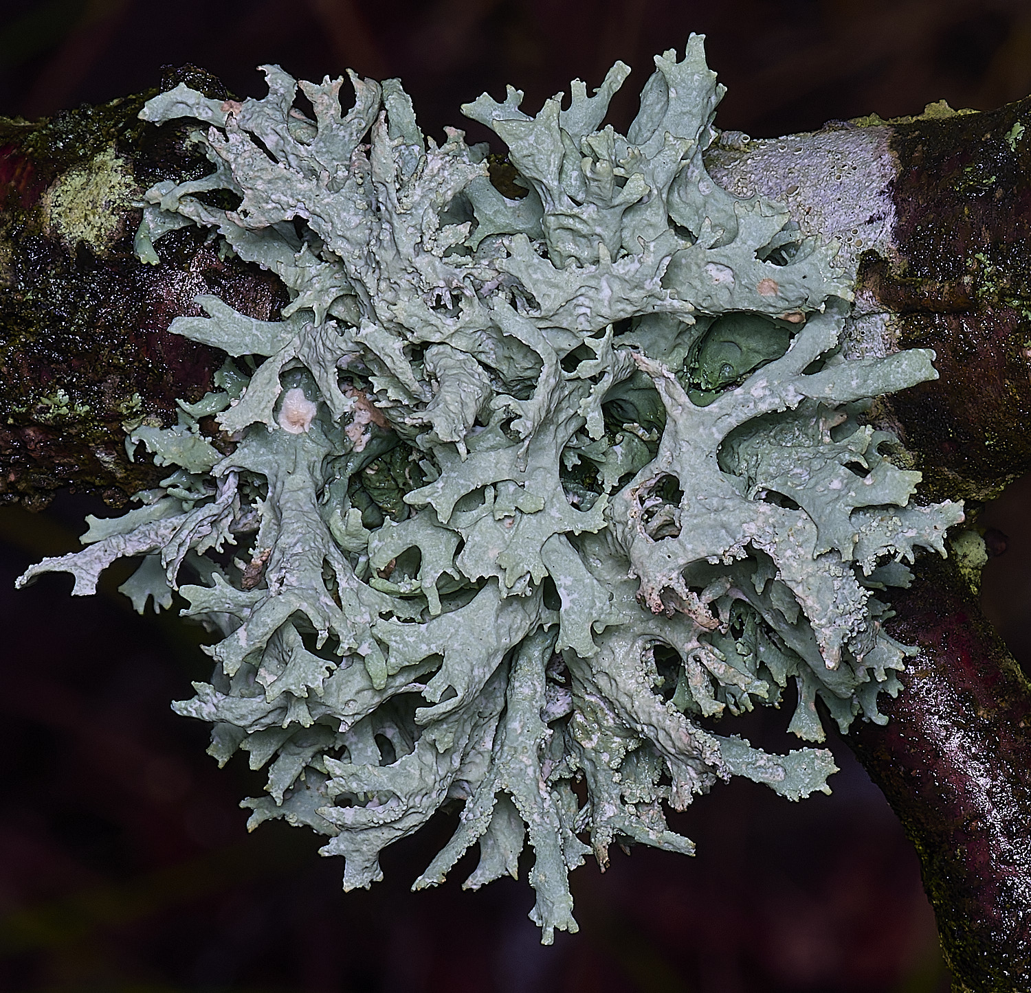 WintertonEverniaprinastri120226-2