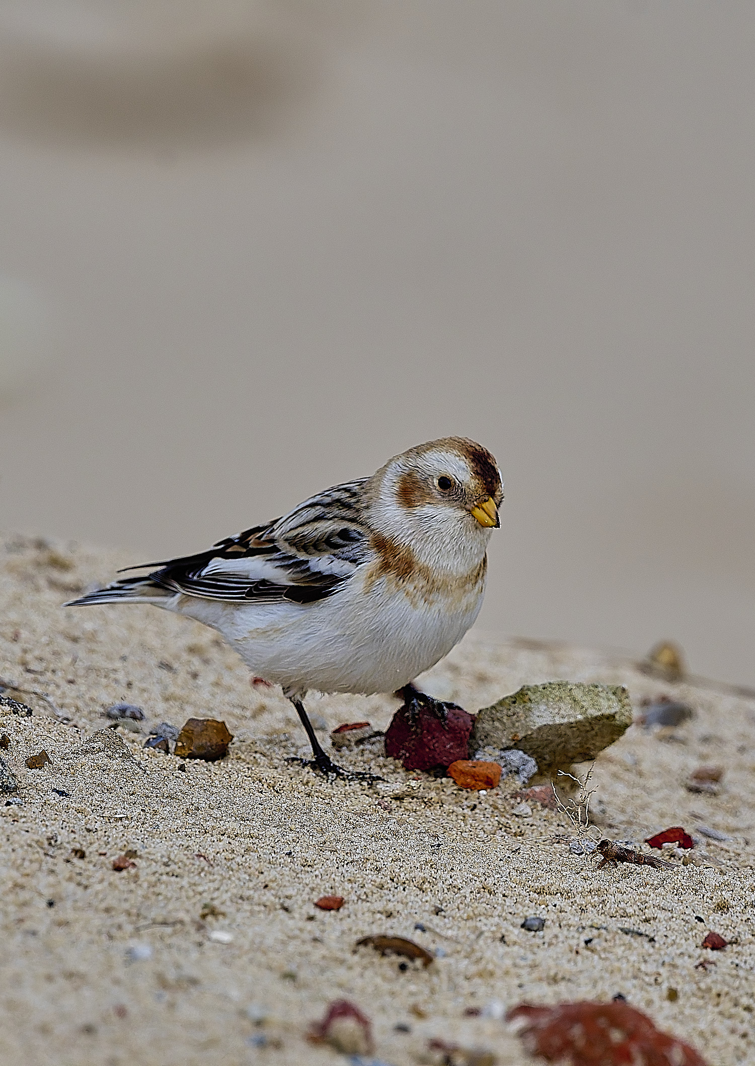 WintertonSnowBunting240126-16
