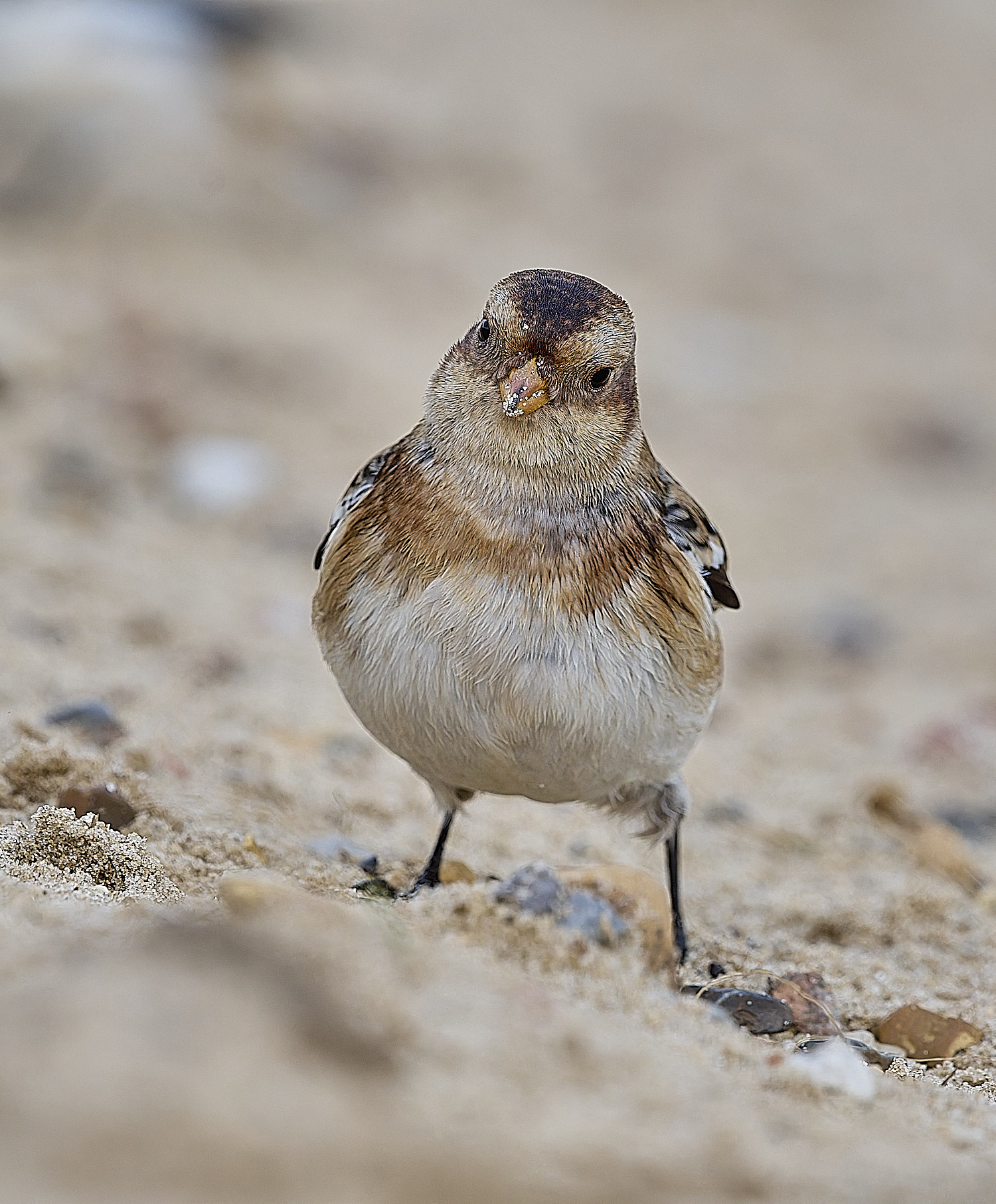 WintertonSnowBunting240126-18