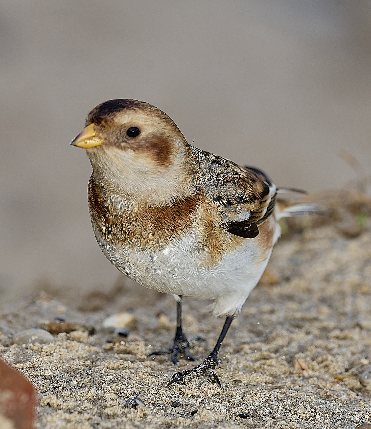 WintertonSnowBunting240126-23