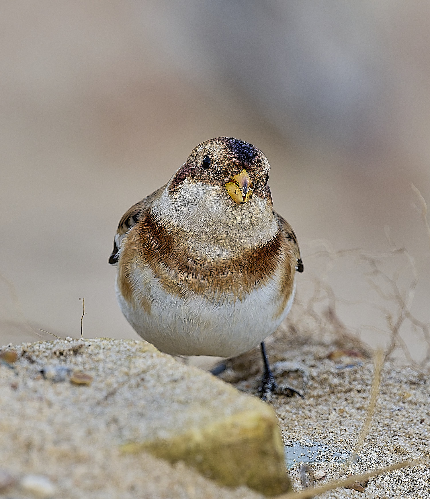 WintertonSnowBunting240126-26