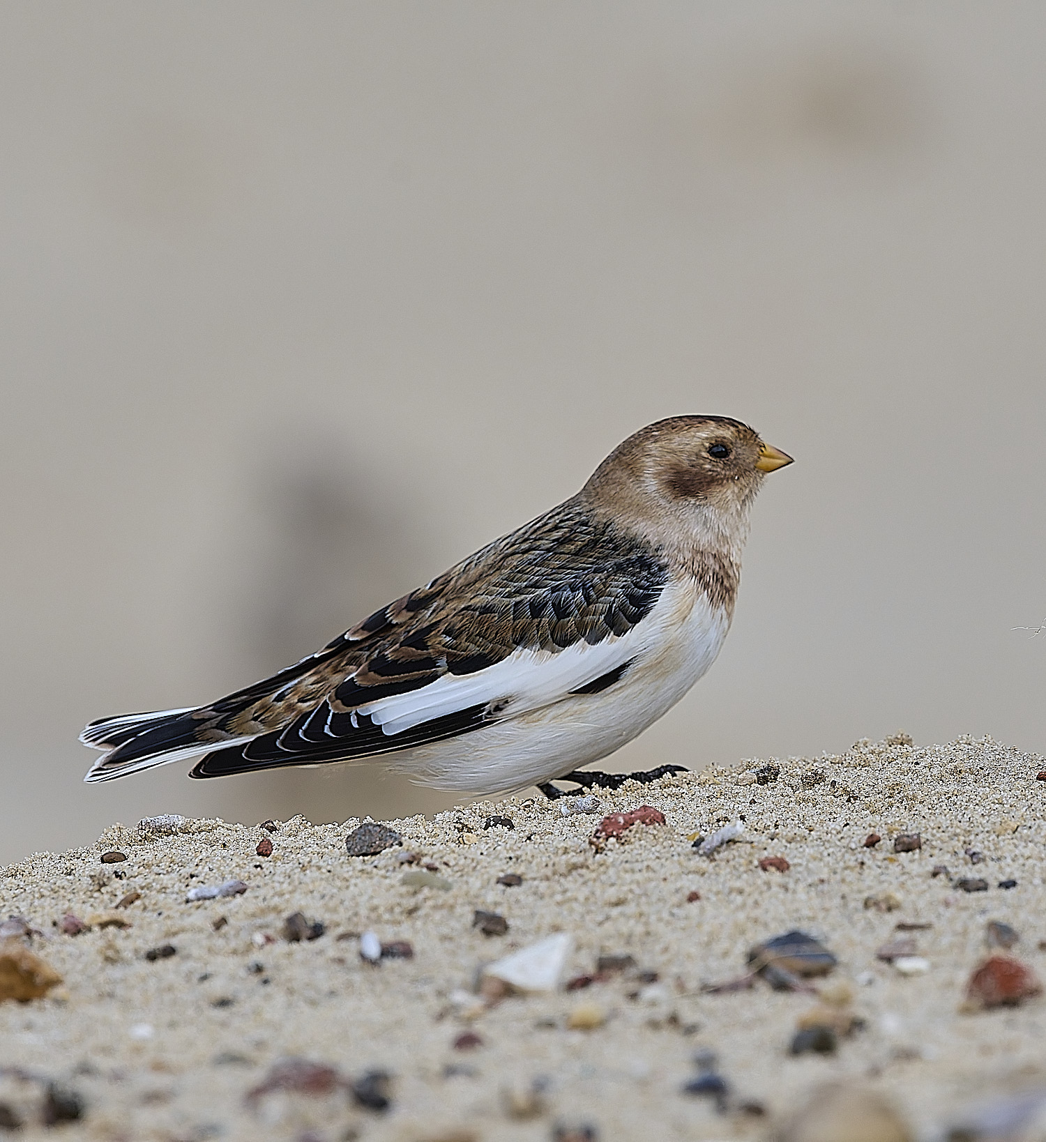 WintertonSnowBunting240126-33