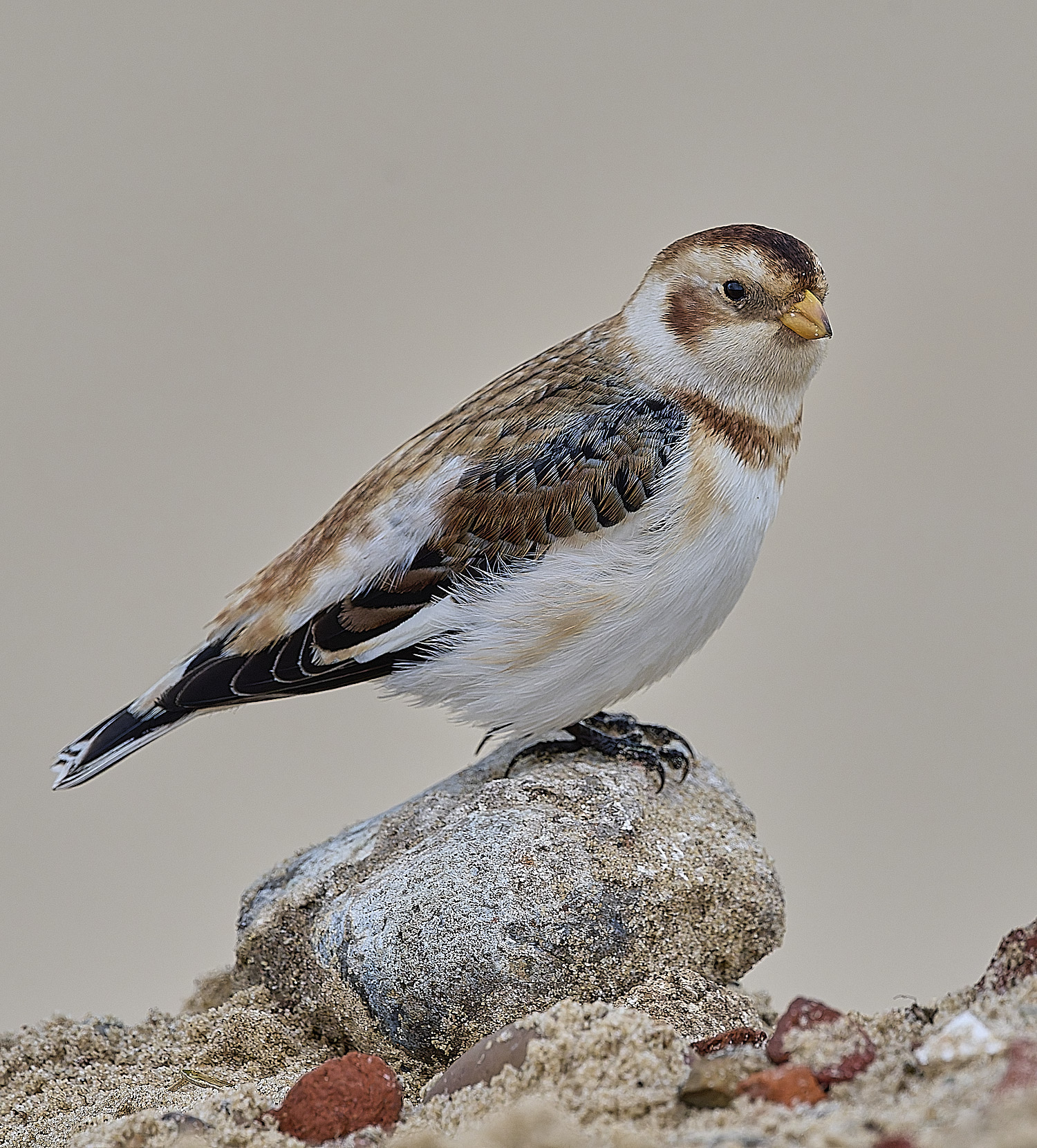 WintertonSnowBunting240126-37