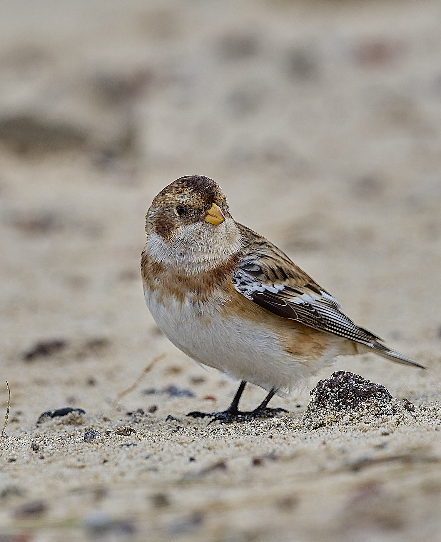 WintertonSnowBunting240126-5