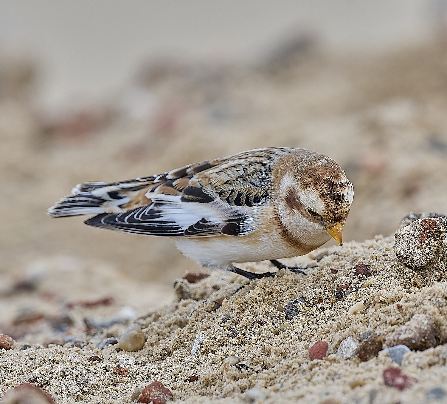 WintertonSnowBunting240126-6