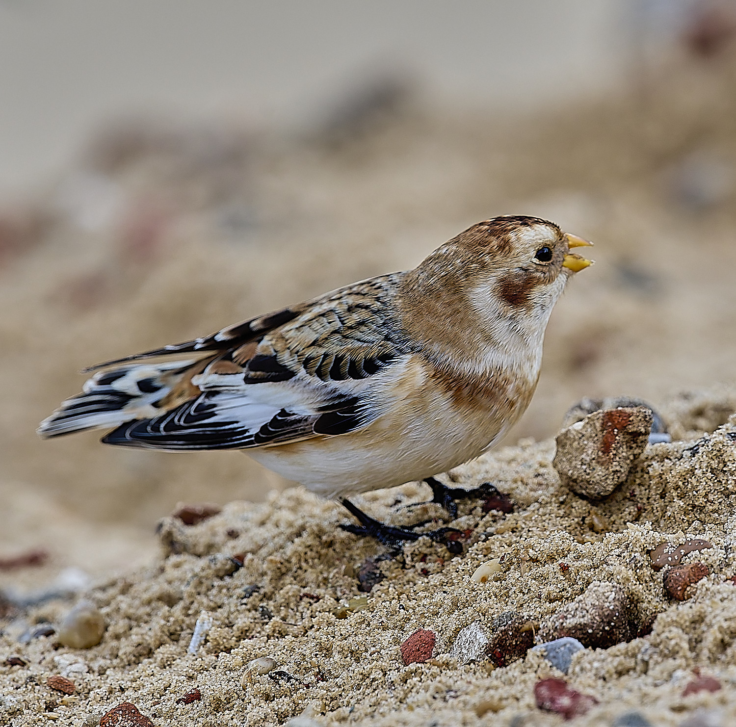 WintertonSnowBunting240126-7