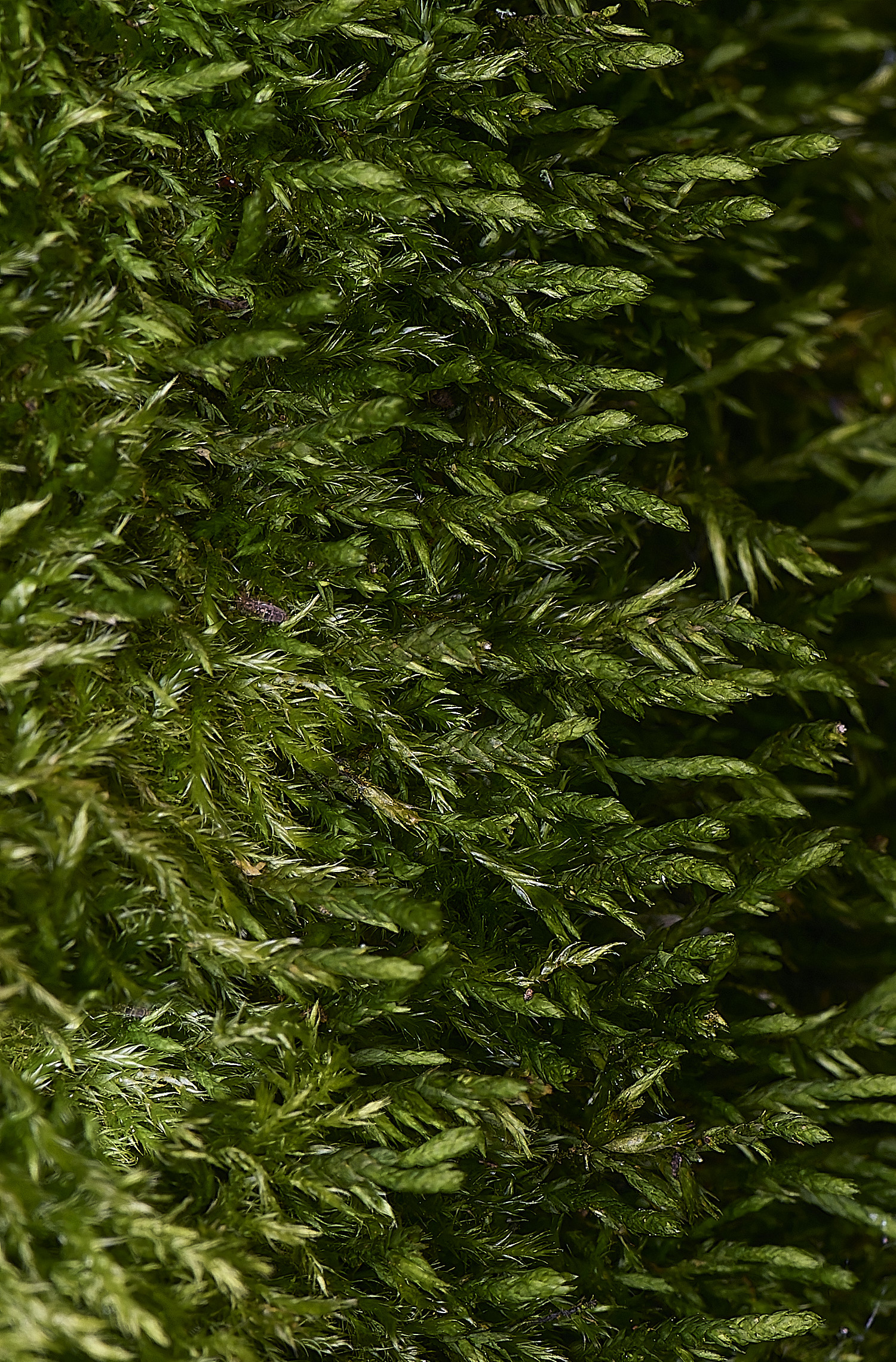 WoltertonCryphaea220226-1