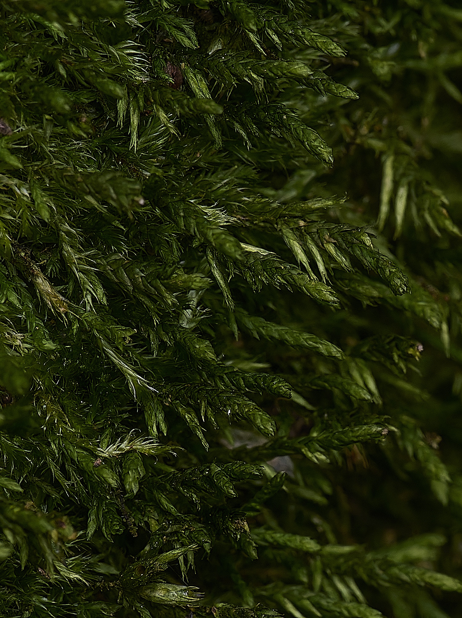 WoltertonCryphaea220226-2