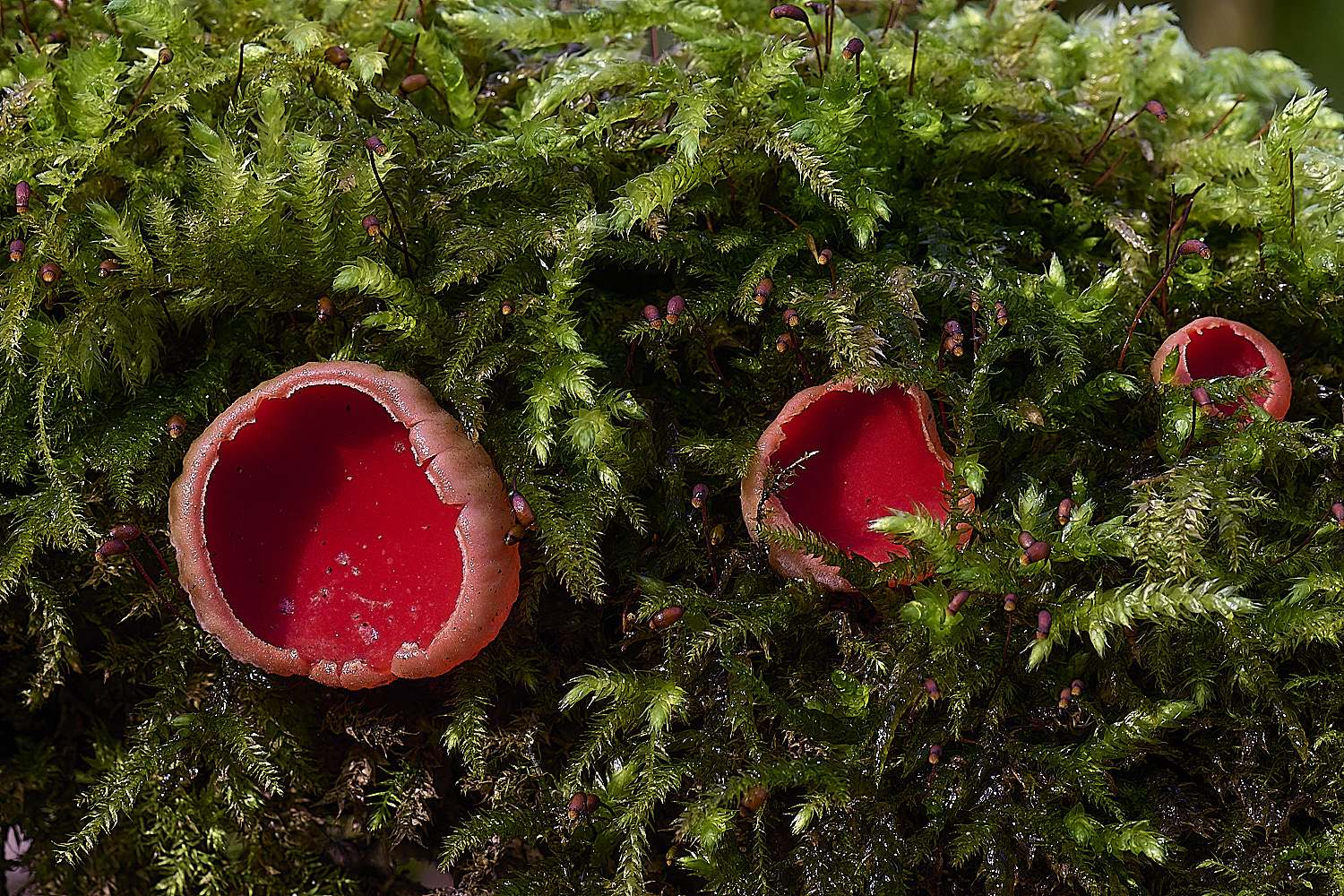 WoltertonElfCup220226-3