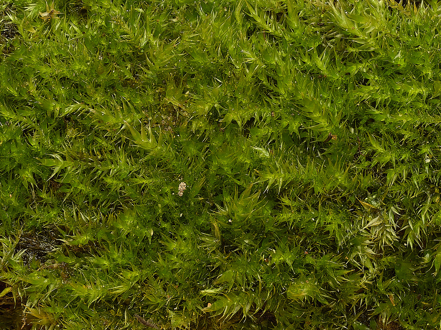 WoltertonHypnumcrupressiformevarresupinatum220226-1