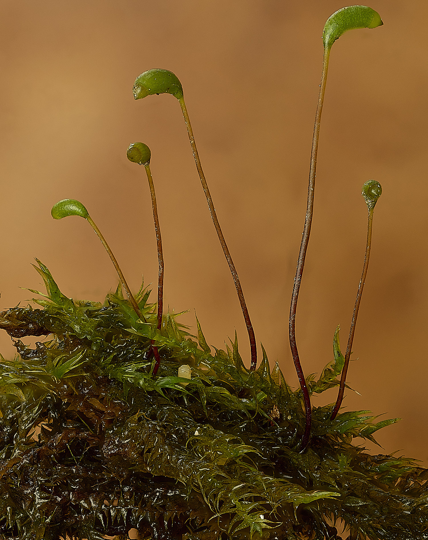 WoltertonKneiff&#39;sFeather-moss220226-1