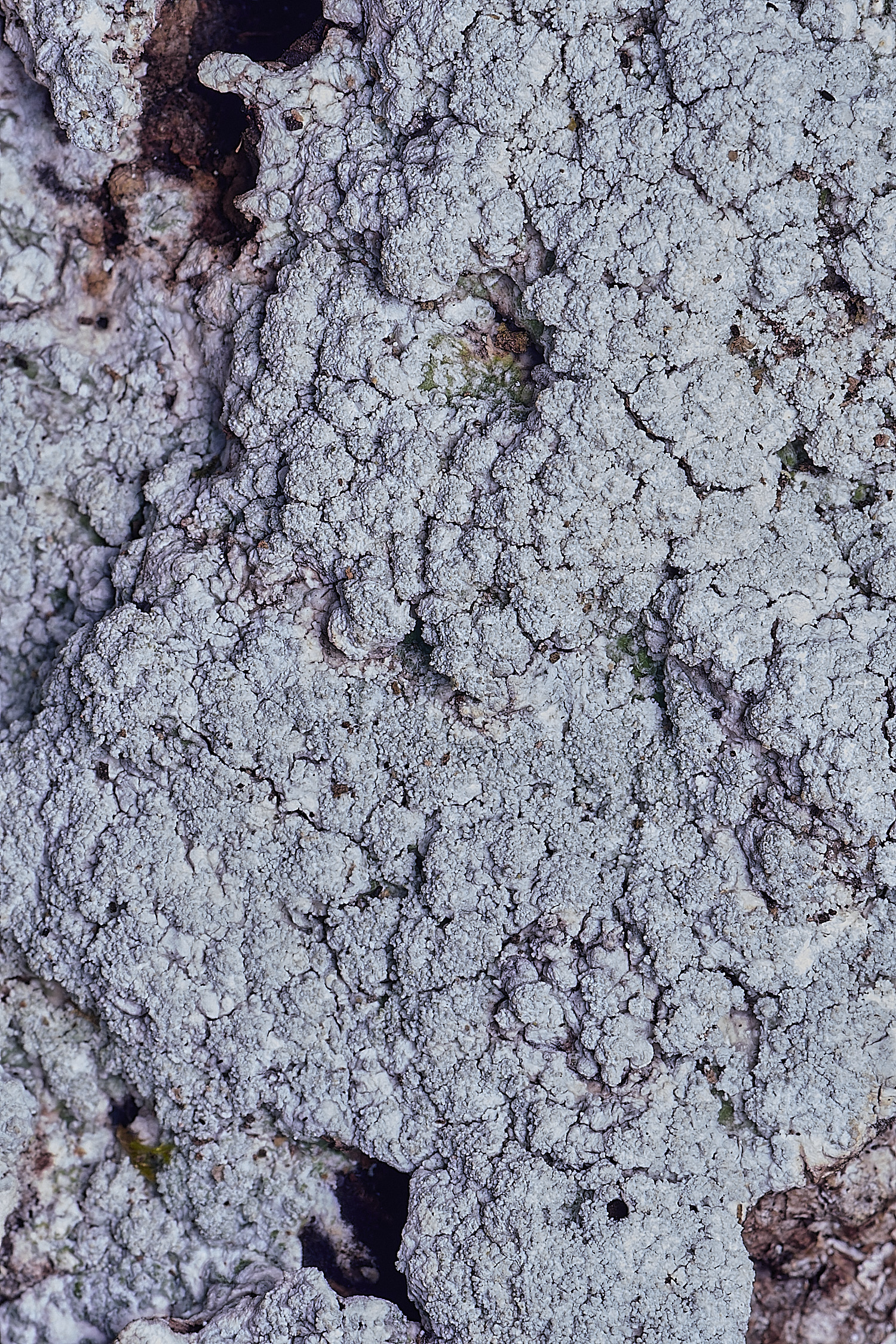 WoltertonLichen122026-1