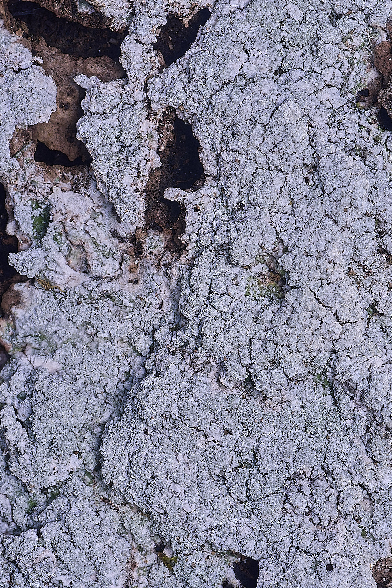 WoltertonLichen122026-2