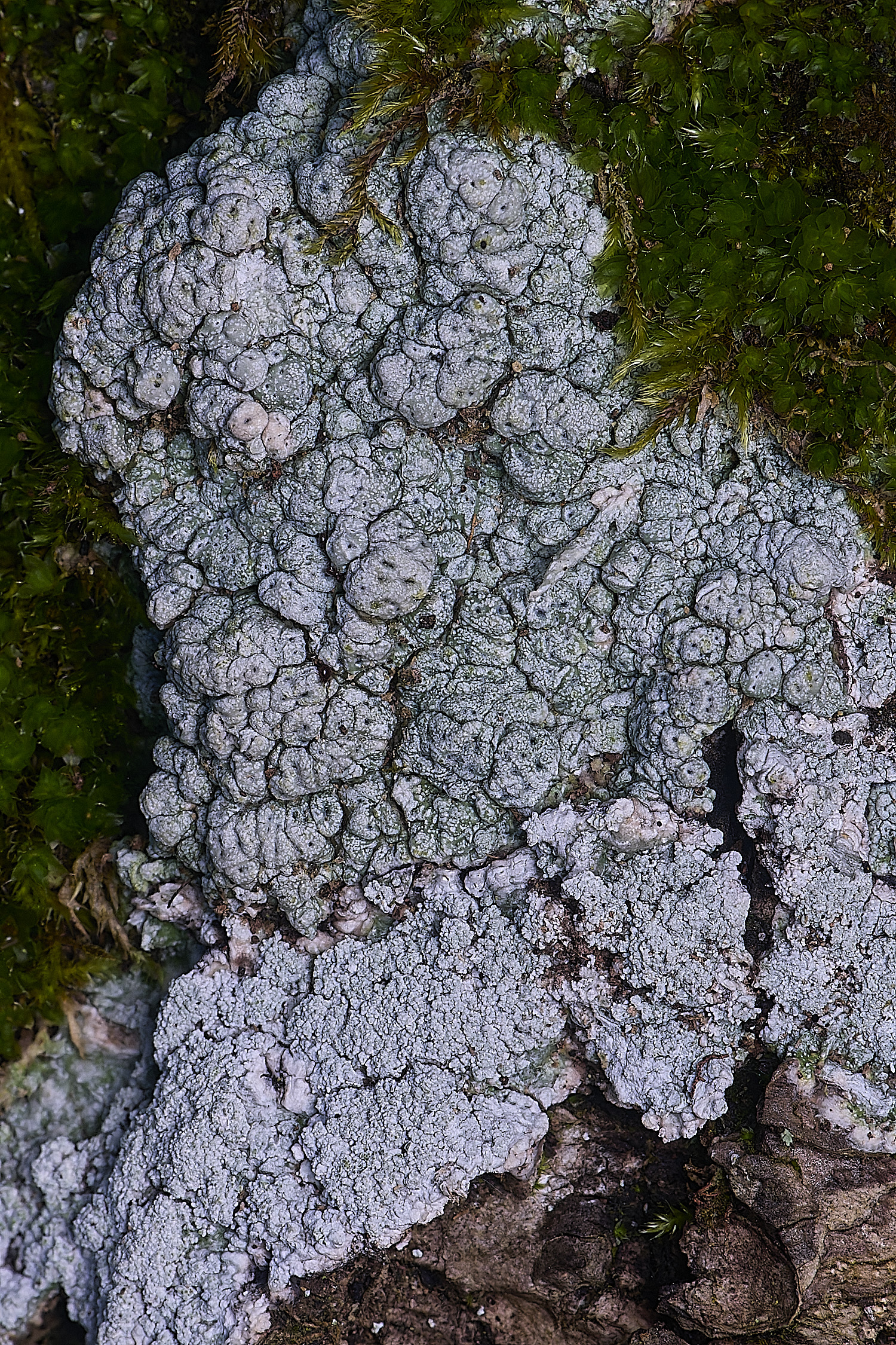 WoltertonLichen222026-1