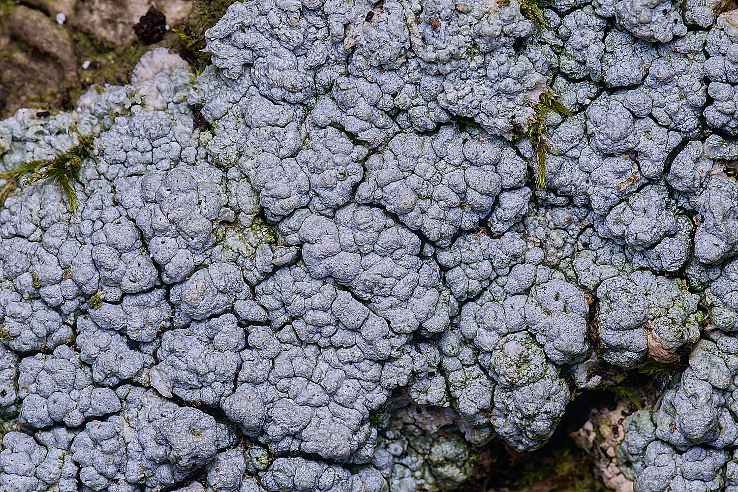 WoltertonLichen222026-2
