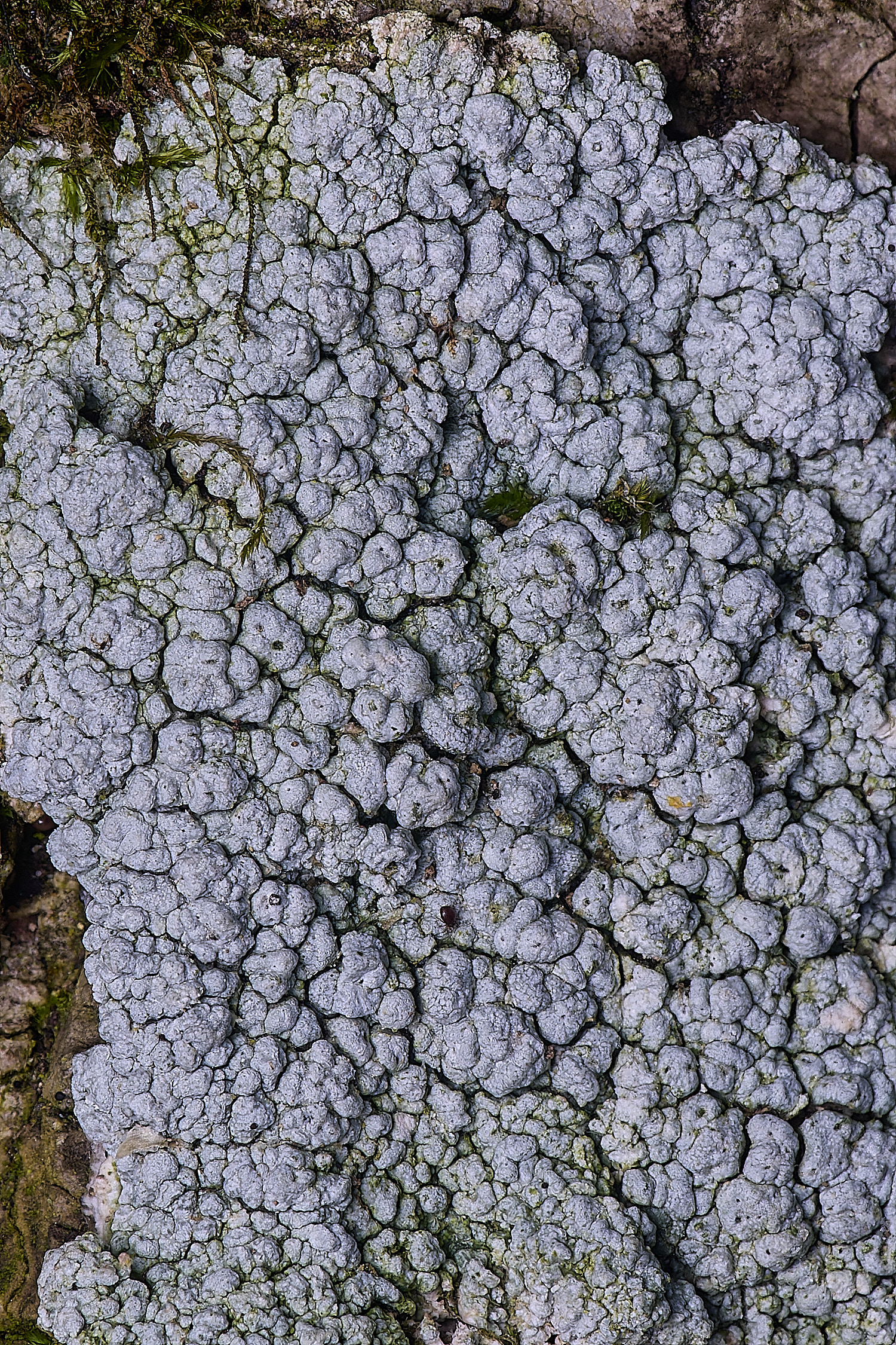 WoltertonLichen222026-4