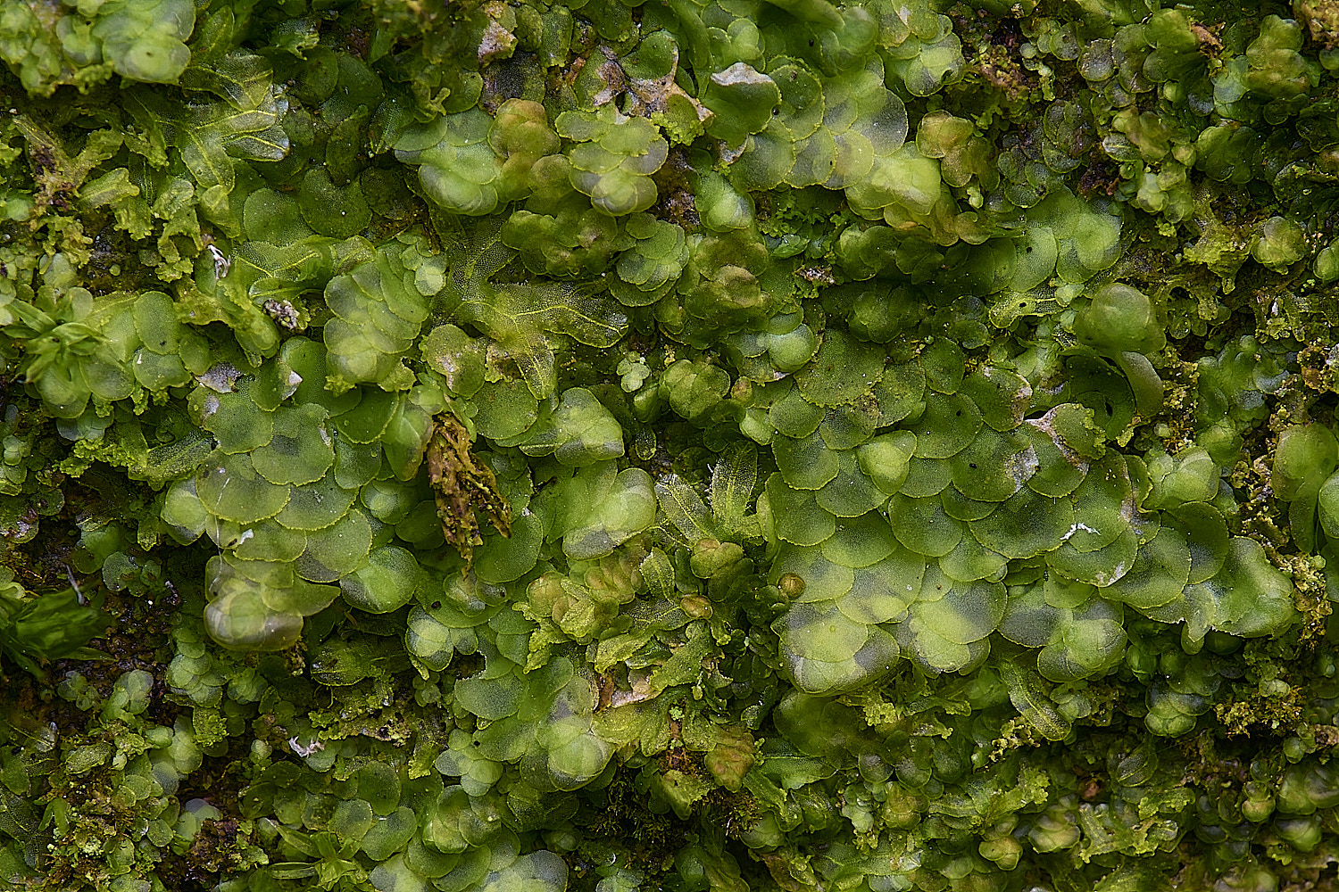 WoltertonRadulacomplanata220226-3