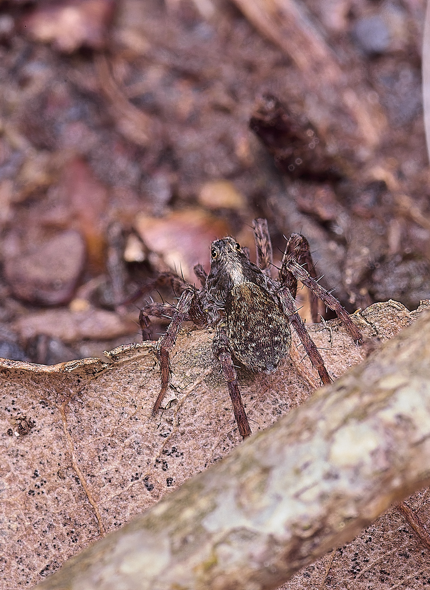 WoltertonSpiderSp220226-1