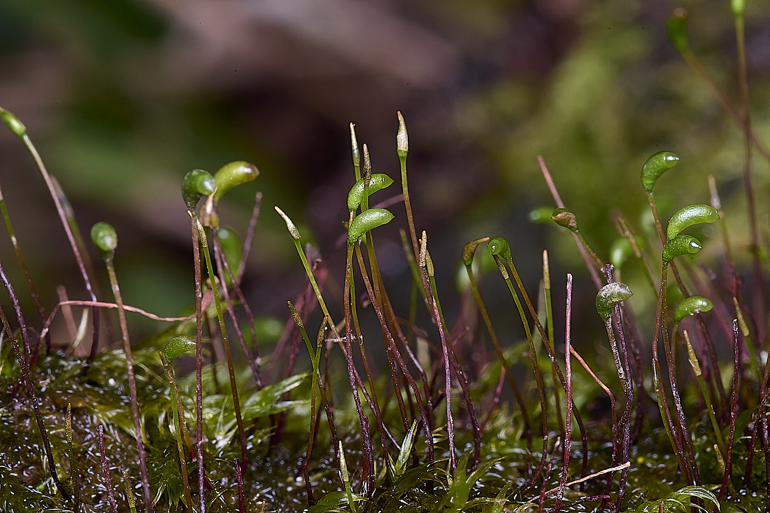 WoltertonWaterMoss22026-1