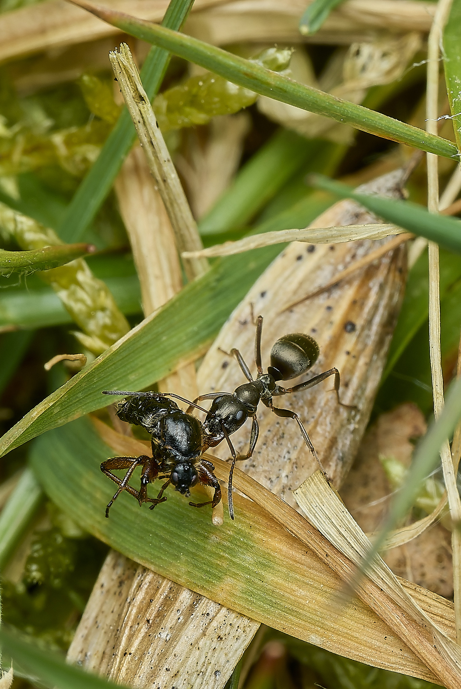 AbelHeathAnt2070526-2