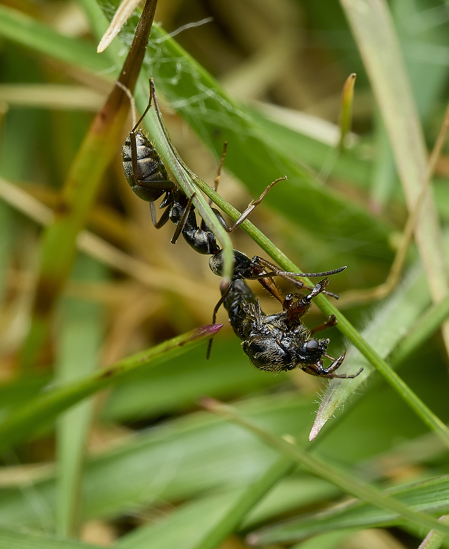 AbelHeathAnt2070526-3