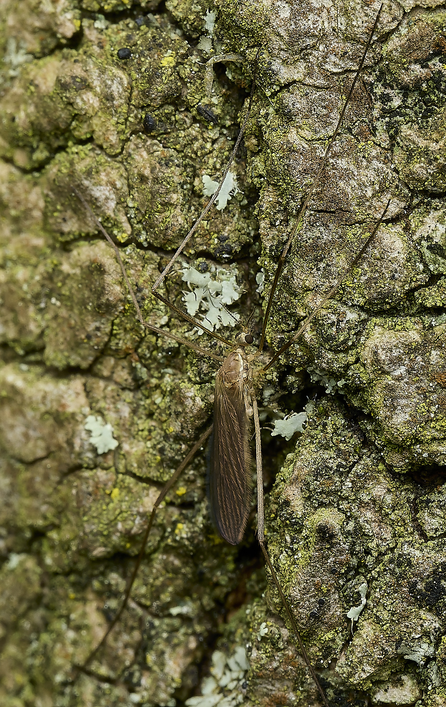 AbelHeathCraneFly070526-1