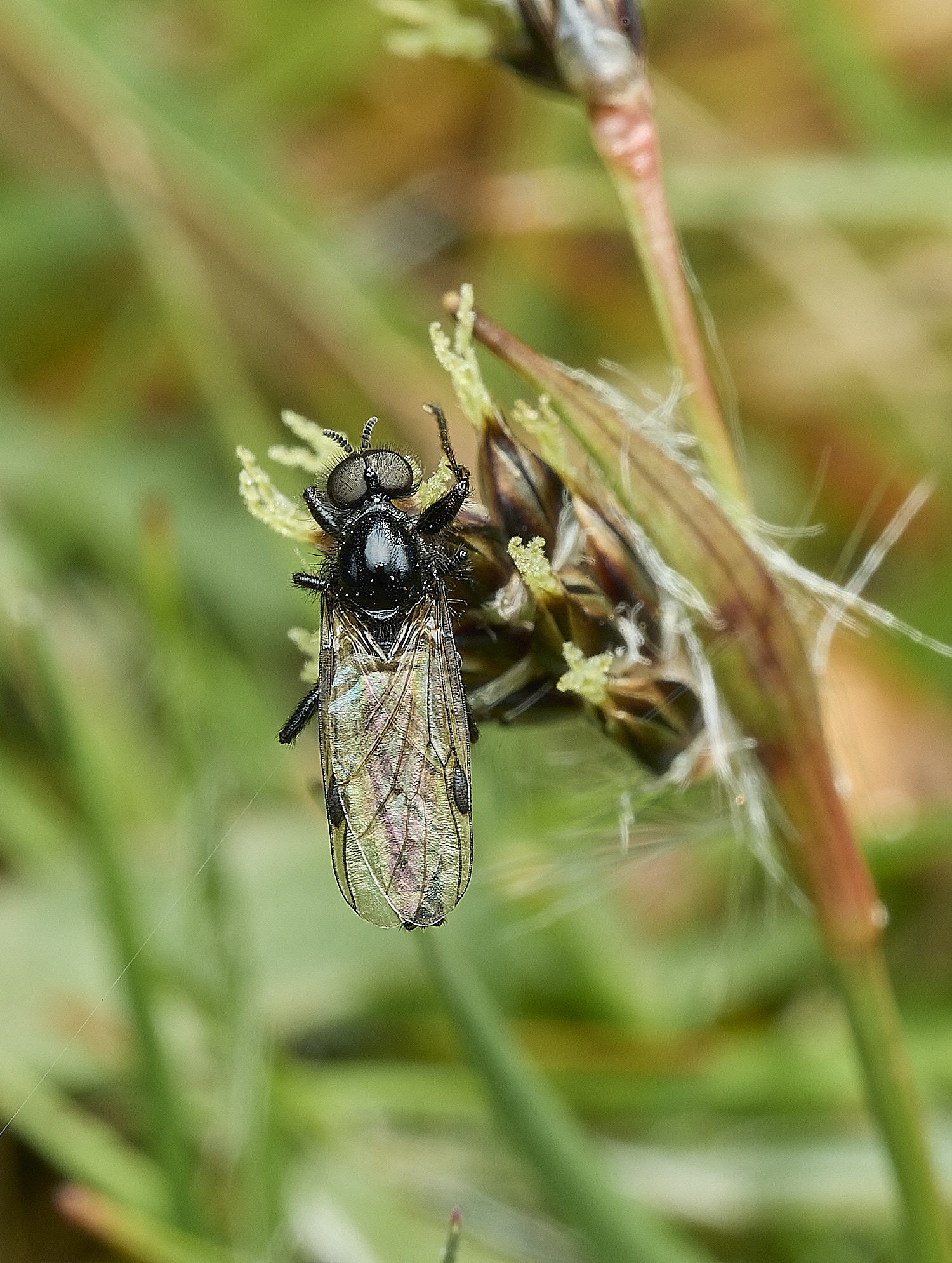 AbelHeathFlySp070526-1