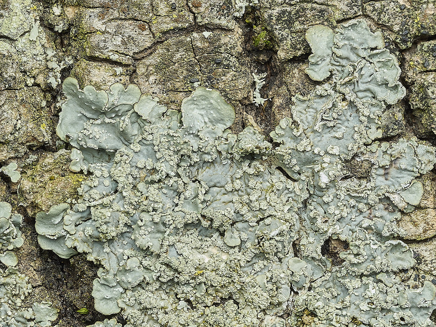 AbelHeathLichen1070526-1