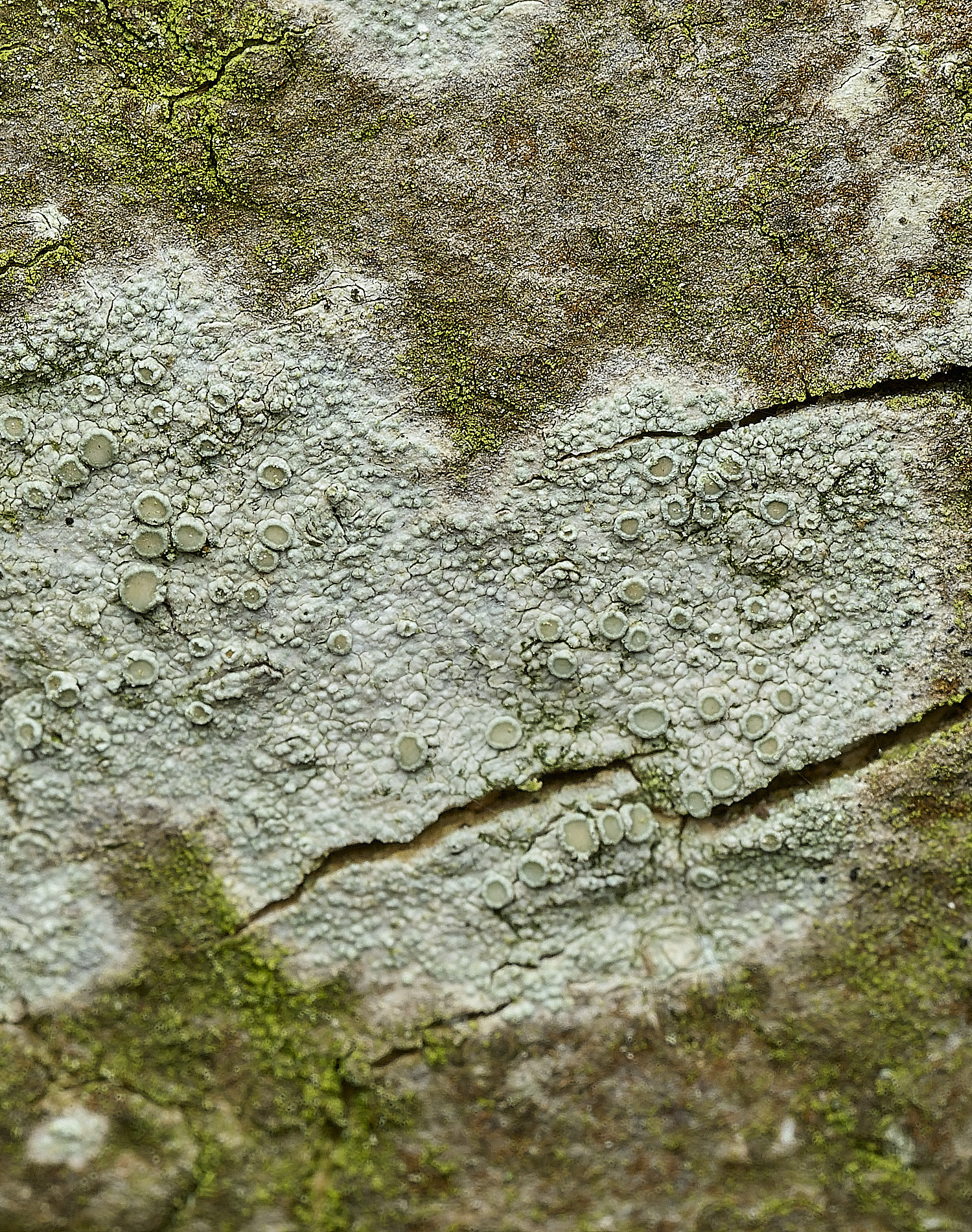 AbelHeathLichen2070526-1