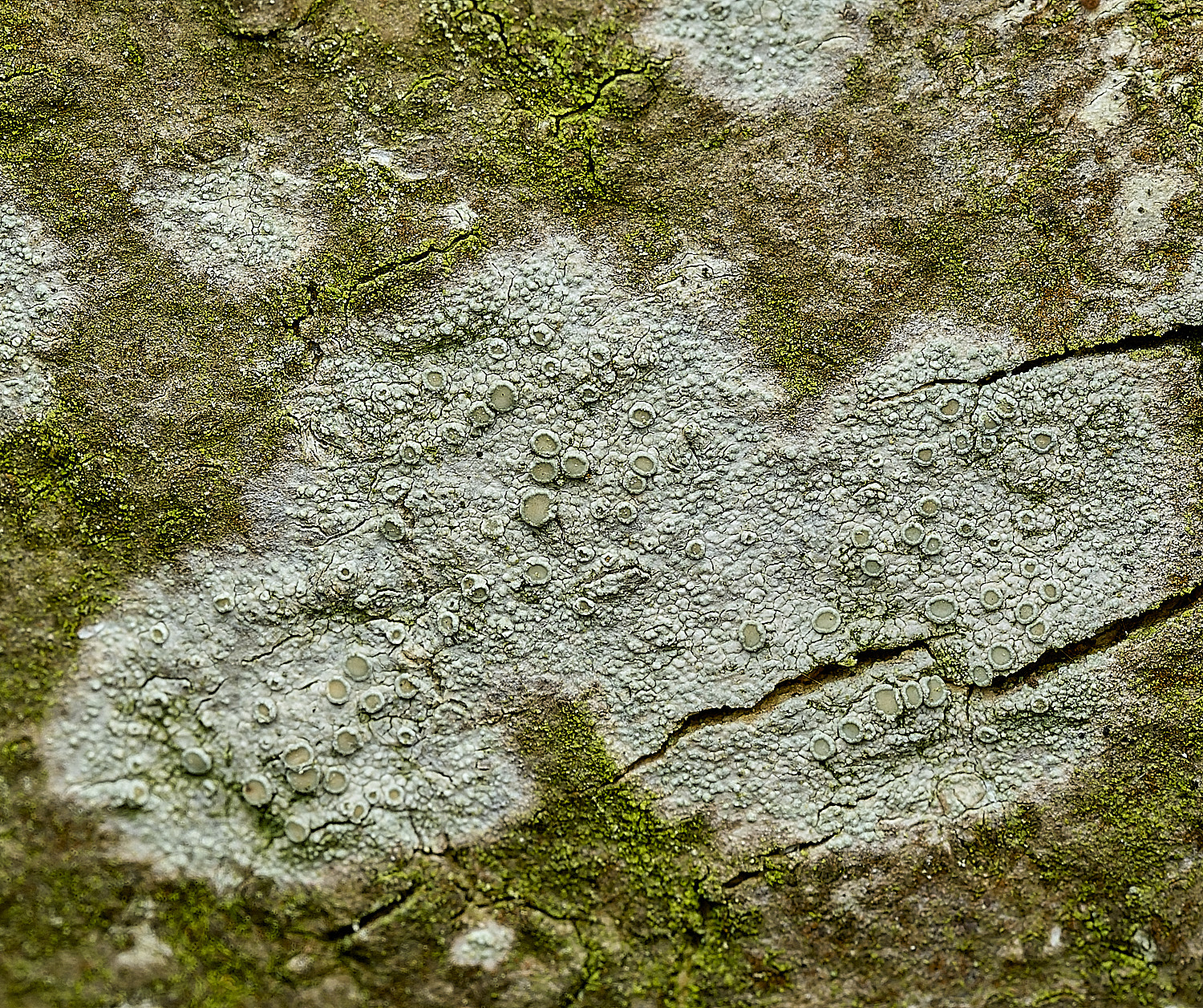 AbelHeathLichen2070526-2