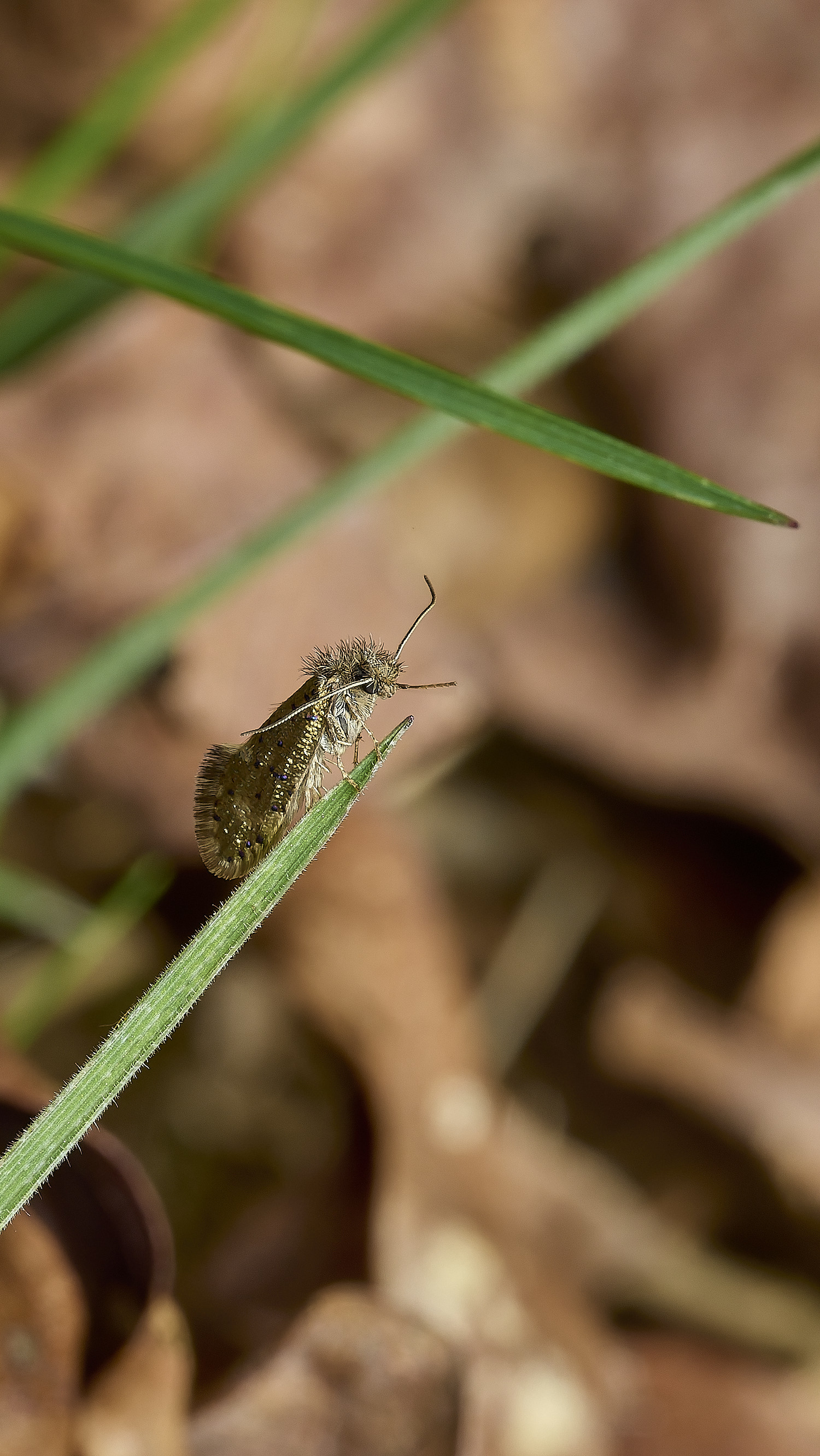 AbelHeathMothSp070526-1