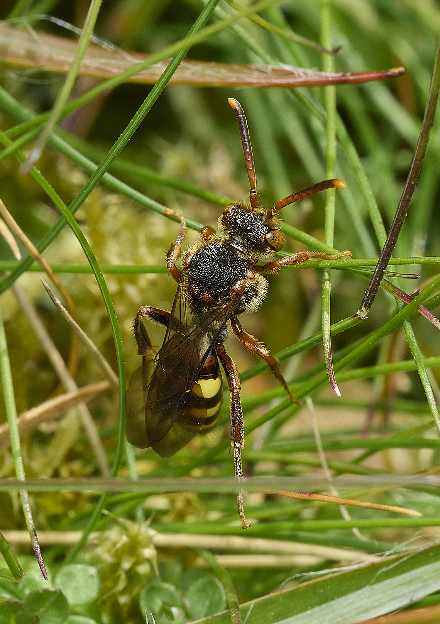 AbelHeathNomada070526-1