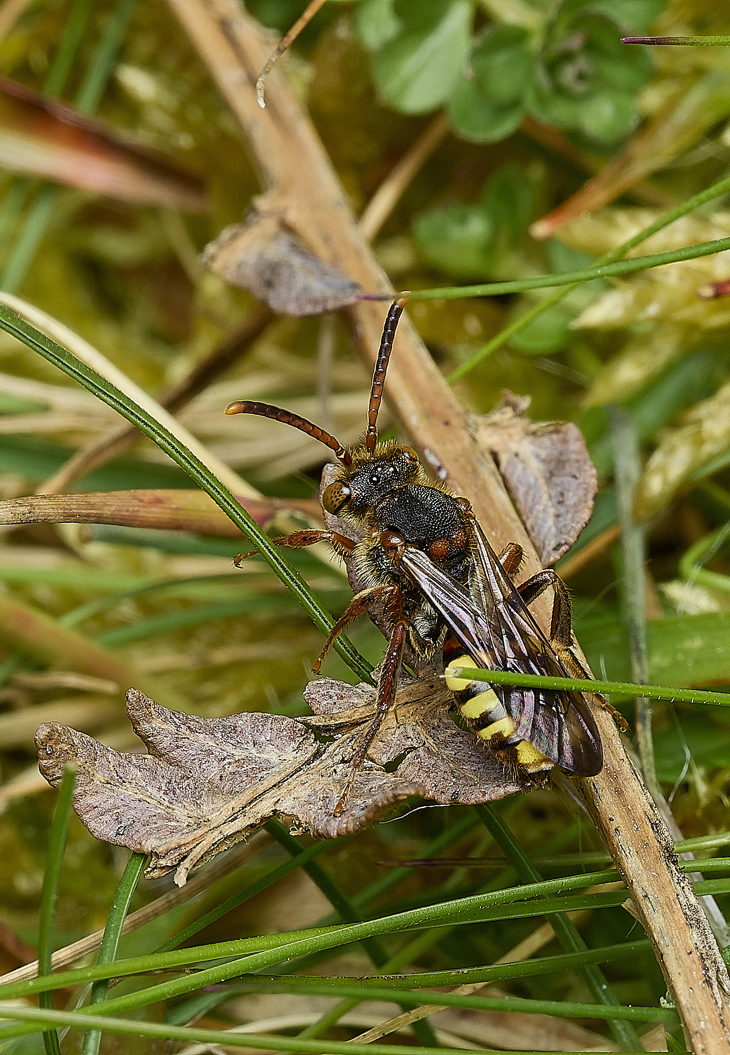 AbelHeathNomada070526-2