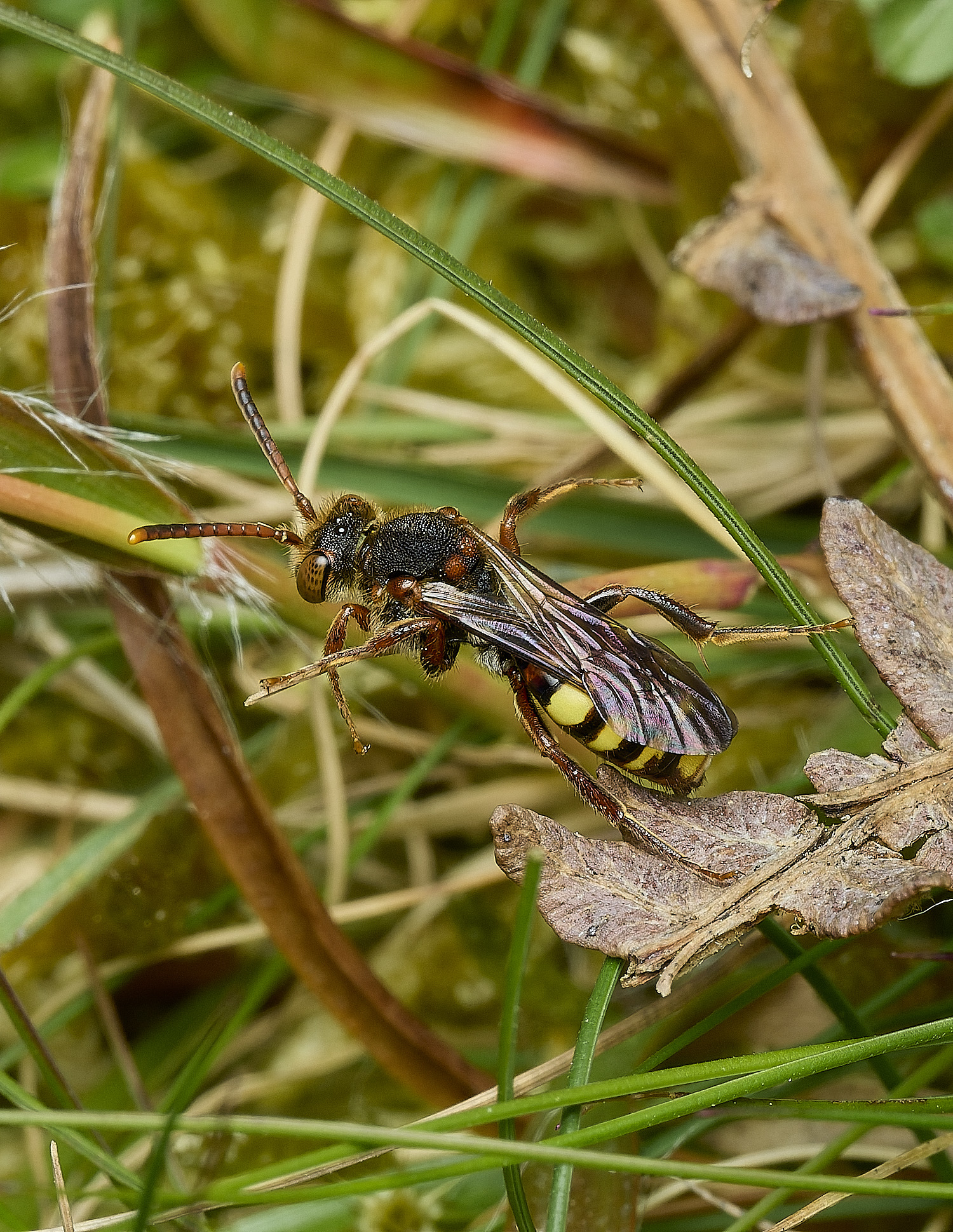 AbelHeathNomada070526-3