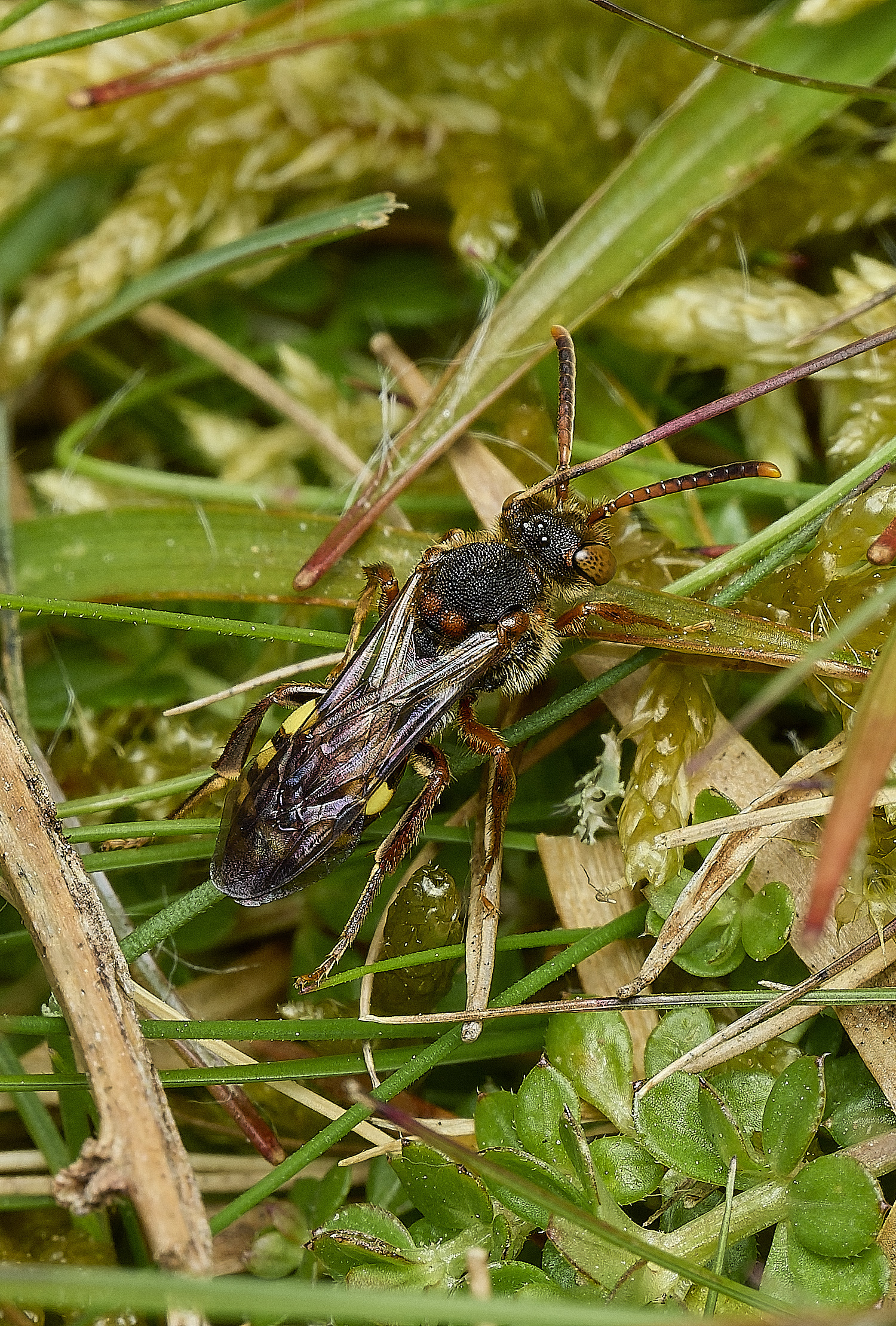 AbelHeathNomada070526-4