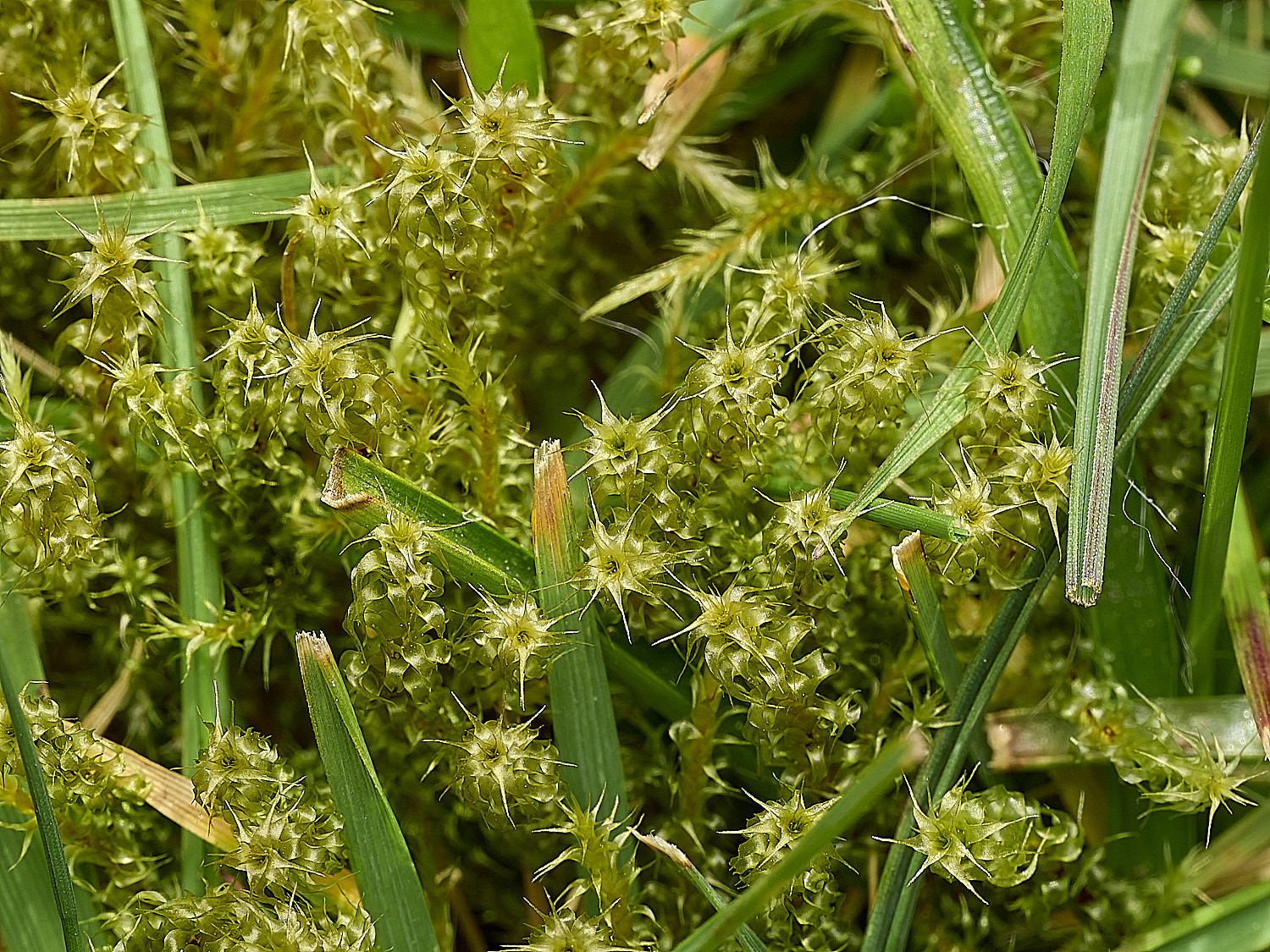 AbelHeathRsquarrosus070526-1