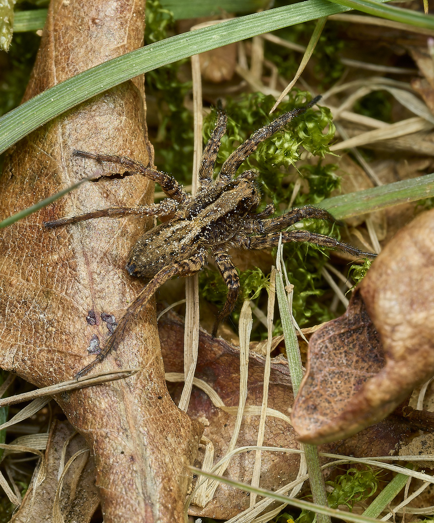 AbelHeathSpiderSp070526-1