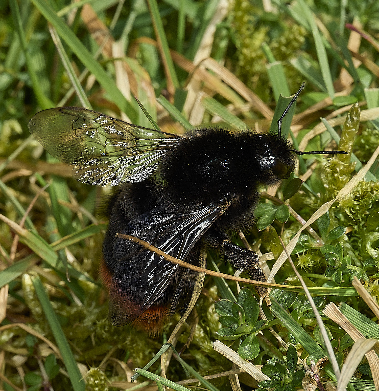 AbelHeathumble070526-1