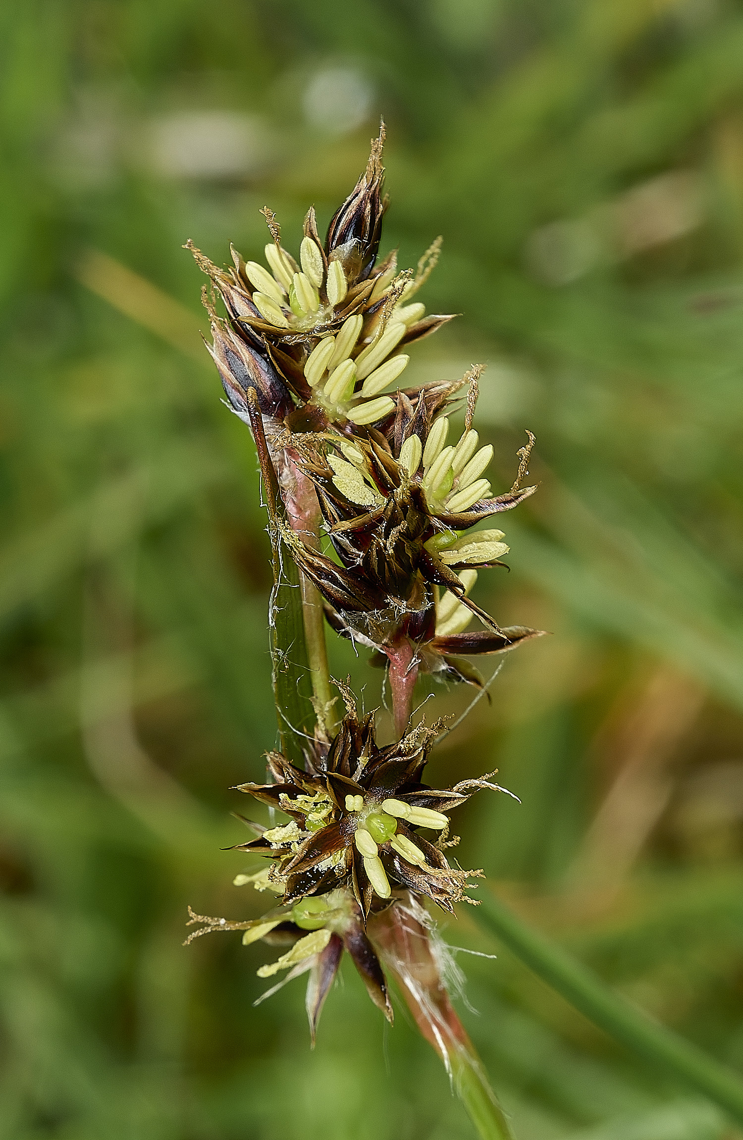 AbelHeathWoodRush070526-1