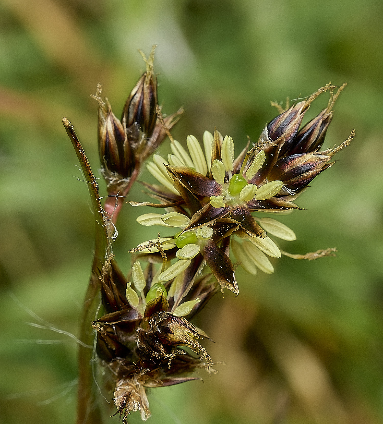 AbelHeathWoodRush070526-2