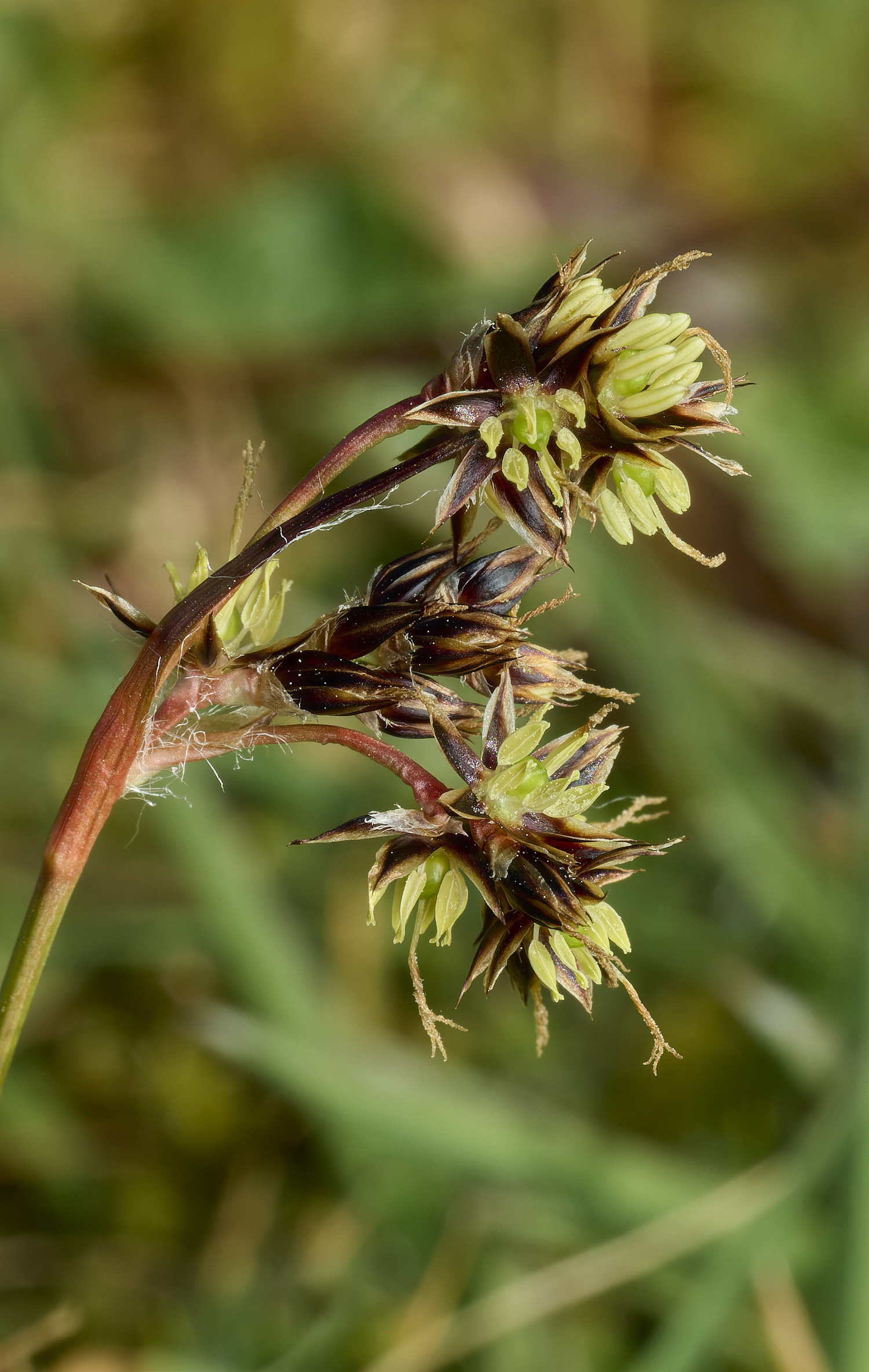 AbelHeathWoodRush070526-3