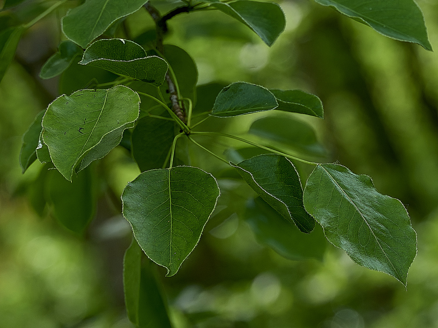 AldboroughLeaves180526-1