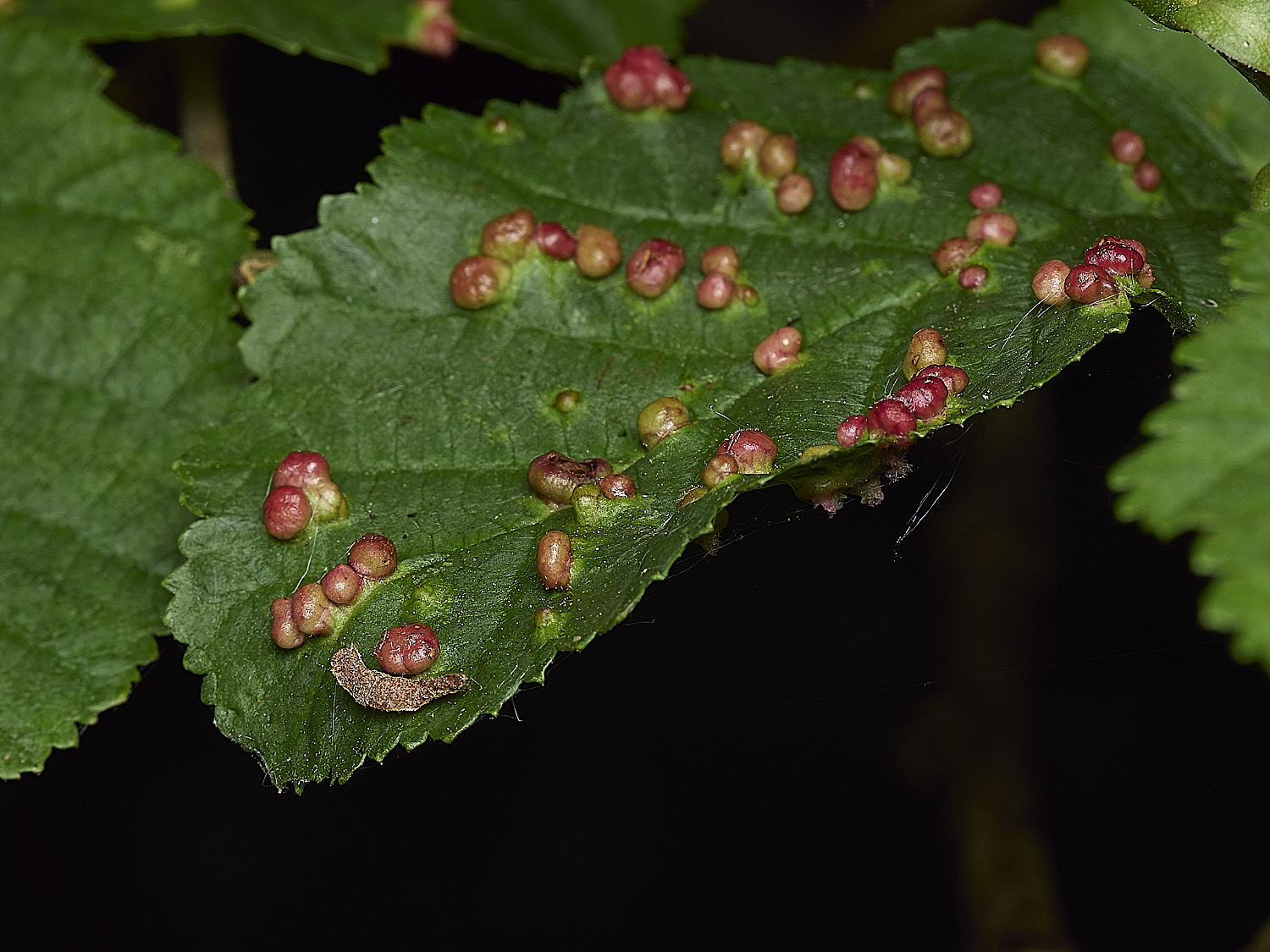 AlderfenBroadAlderGalls250526-2